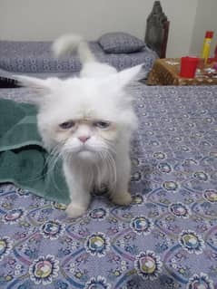 Beautiful Persian Cat for Sale | Healthy & Loving Nature