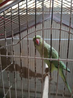 tean  parrot