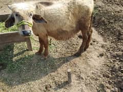 buffalo