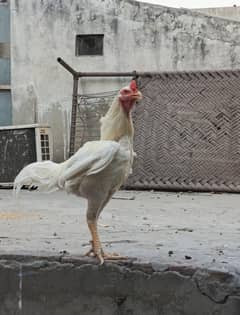 WHITE HEERA ASEEL