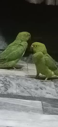 pure breeder pair hai agar lena hai to paise cam ho jain ge