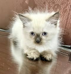 Siamese X Persian Blue eyes kitten