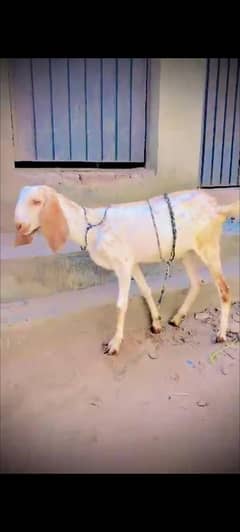 Female Goat