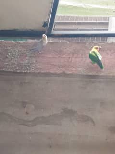 Love Bird's