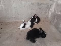 1 month baby rabbits 1 male 2 female