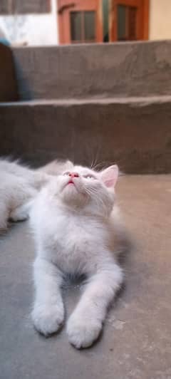 white Persian kittens blue eyes for sale