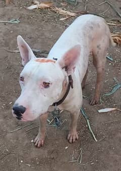 Dog for sale
