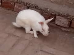 rabbits for sale
