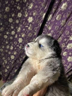 Siberian husky