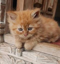 Triple coated Persian kittens