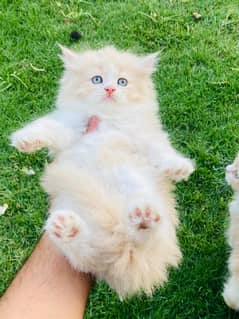 3rpl coat Parsian kittens