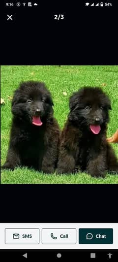 German Shepherd p German Shepherd