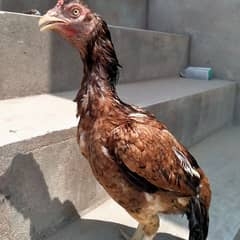 Mianwali
