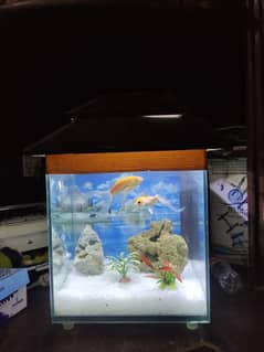 Fish with aquarium