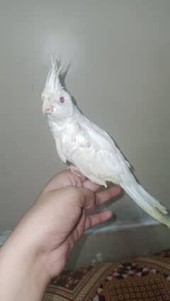 hand tame cocktail parrot healthy and active