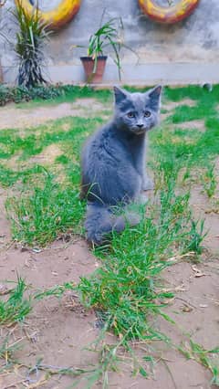 persian