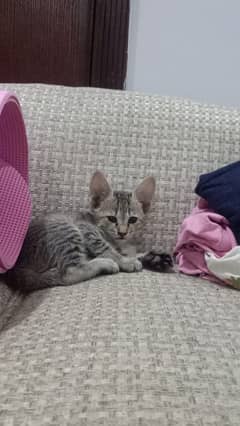 Small kitten good for kids