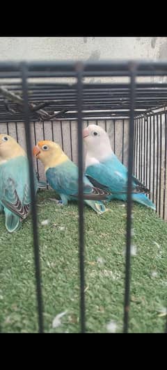 parblue Opaline/PF & Blue Opaline/PF //B2