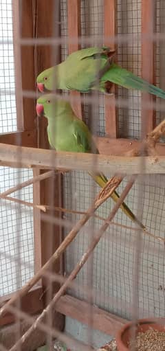 green parrots