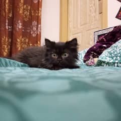 Persian kittens for sale. pair available