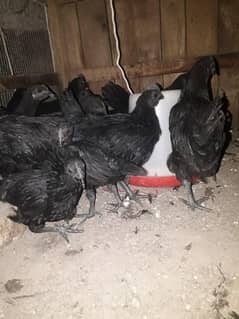 03170860100 Ayyam Cemani Chicks&breeders available in bulk
