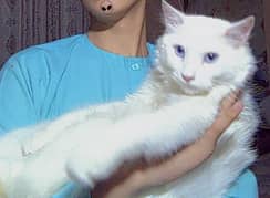 blue eyes cat male urgent sale