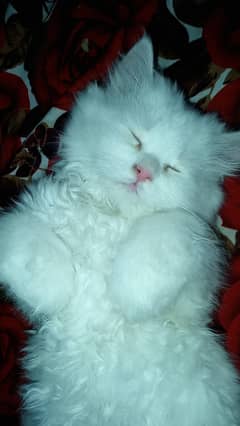 Persian