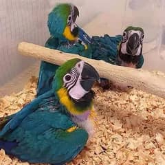 belu macaw parrot chicks for sale 03318845521