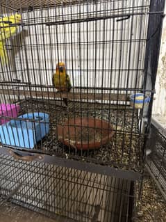 Sun conure