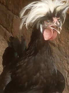Black Polish and RIR  heritage males for sale.