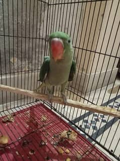 Raw parrot handtame