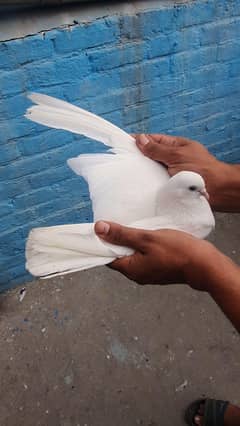 Nayab