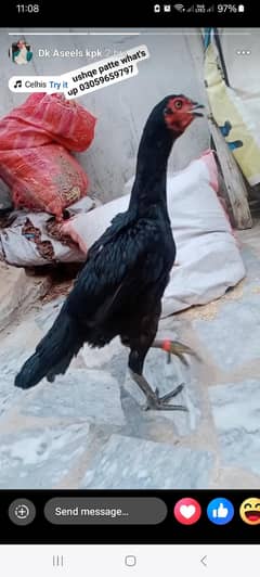 Aseel mianwali blek