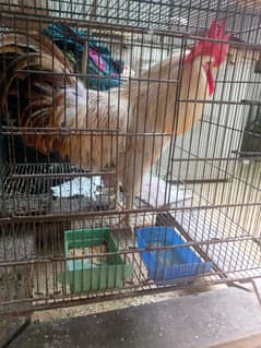 A male leghorn rooster