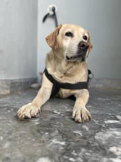 Labrador female