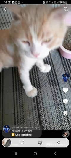 Male Cat for sale