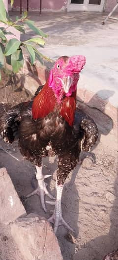 aseel ہین mall aur female