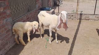 kajli