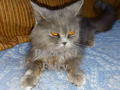 urgent selling cat With kitten