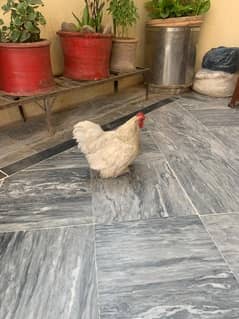 White Bantam Murghi for Sale – Healthy & Desi Egg Layer