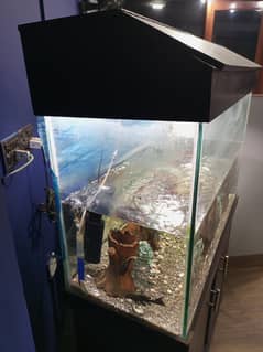 Aquarium with Complete Setup