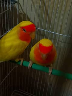 Lutino lovebirds breeder pair of parrots