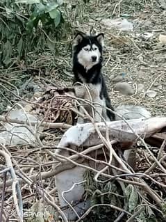 husky
