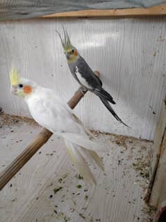 cockatail breeder pair ready for eggs