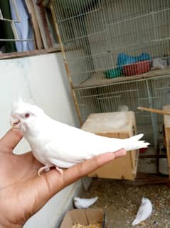 ENO RED EYES CHICK 1 PEICE FOR SALE (03128535877)