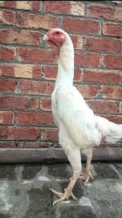 Shamo chicks available for sell , paper white king size shamo