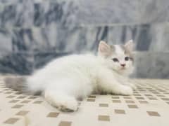 Persian kittens