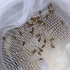 Molly Fish Babies " diff Age "