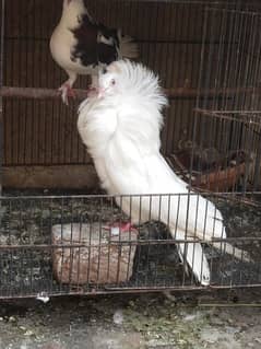 jacobin pigeon naqab posh confirmed breeder tripple head pair for sale