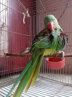 Pahari parrot